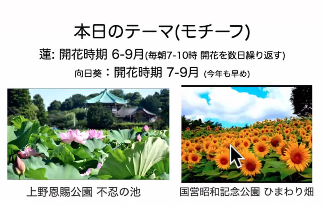 絵のテーマとなる上野恩賜公園 不忍の池に一面浮かんでいる蓮の画像、国営昭和記念公園 一面に広がるひまわり畑の画像